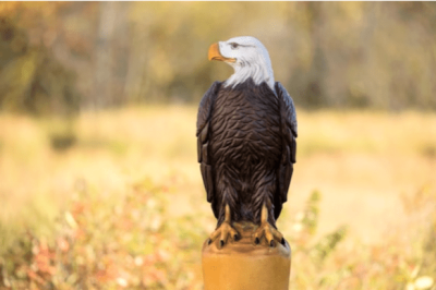 Eagle chainsaw carving stump sculpture 45