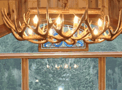 Peak single tree over mule deer antler chandelier 10 lights 70