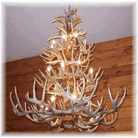 Whitetail deer antler chandeliers