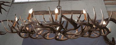 White-Tailed Deer Antler Chandelier